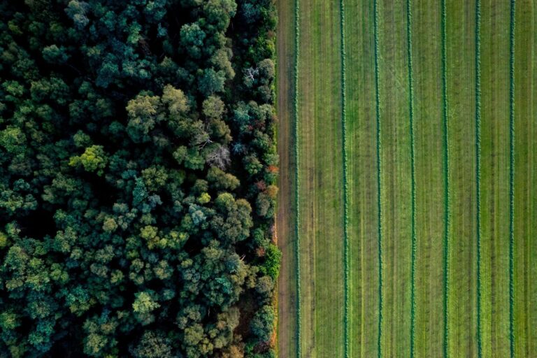 Más de 30.000 empresas españolas, a menos de 7 meses de la directiva europea sobre deforestación