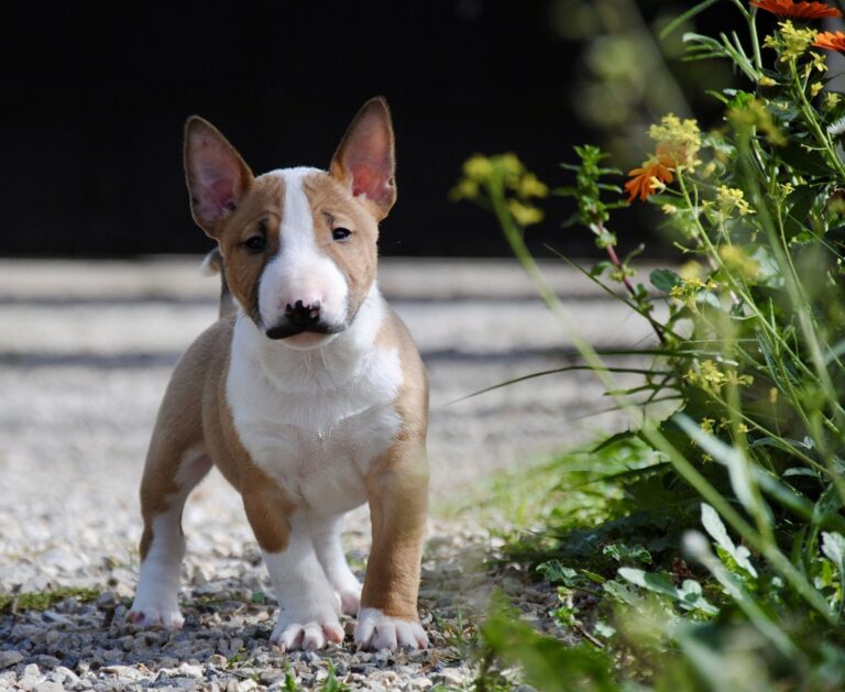Costa Cabana Bull, centro especializado en la cría del perro bull terrier miniatura