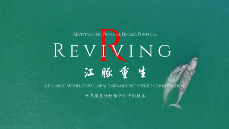 La Radio y Televisión de Hubei lanza un documental sobre el Delfín sin aleta del Yangtsé