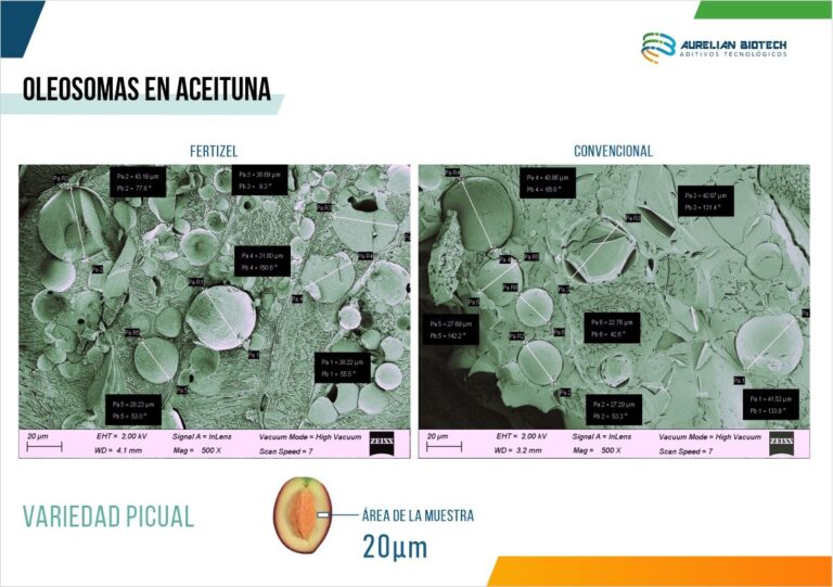 Fertizel «biohackea» la aceituna dando un 15% más de oleosomas, 25% más de cosecha y reduce la vecería