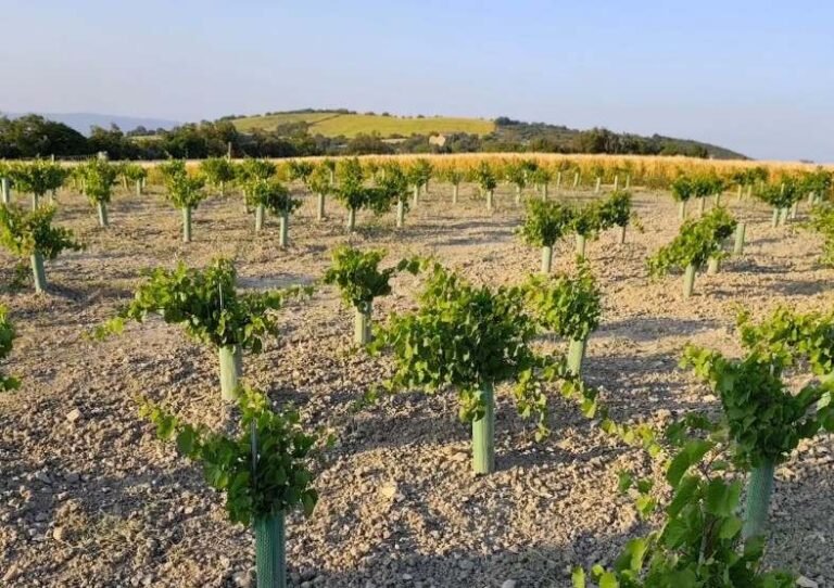 Viñas de más de 100 años: Así es el proyecto «Vinyes antigues de l’Alta Segarra»