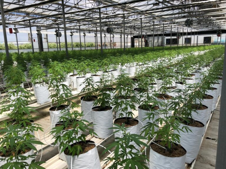 La UNEC, que agrupa al sector del cannabis legal, da un paso al frente para aclarar la confusión del CBD