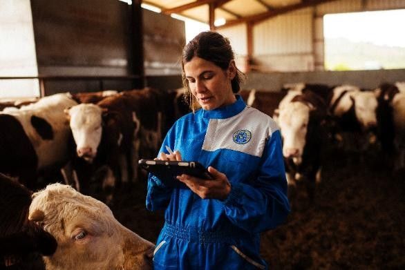 Provacuno lanza una aplicación web para medir la huella de carbono del vacuno de carne en España